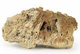 Agatized Fossil Coral Geode - Florida #250951-2